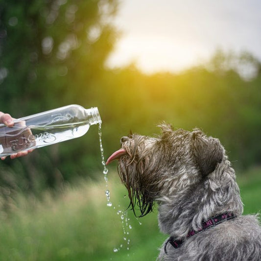 Una mano ofrece hidratación a un perro vertiendo agua desde una botella de vidrio Flaska en un parque.