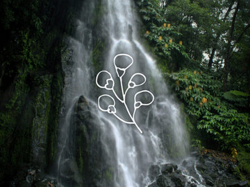 Una cascada que cae sobre rocas rodeadas de un exuberante follaje verde, con una superposición de cinco ilustraciones verticales en forma de tallos de la colección flaska.